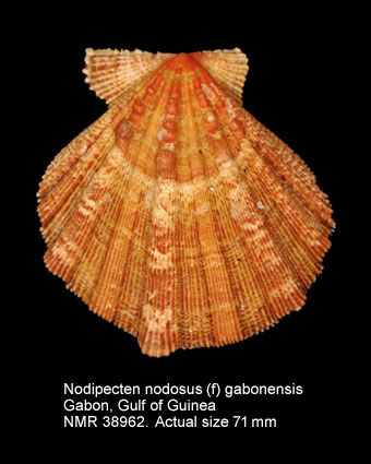 Nodipecten nodosus (f) gabonensis.jpg - Nodipecten nodosus (f) gabonensis K.Nicolay,1981